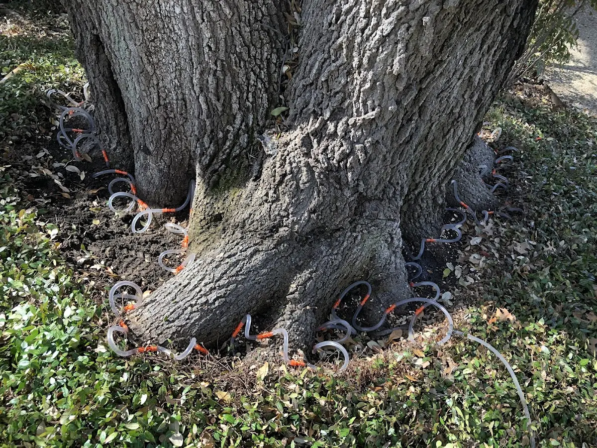Detailed Tree Cabling and Bracing job site in Lockwood